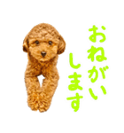 今日も元気なまろんさん（個別スタンプ：2）