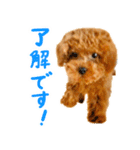 今日も元気なまろんさん（個別スタンプ：3）