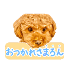 今日も元気なまろんさん（個別スタンプ：4）