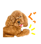 今日も元気なまろんさん（個別スタンプ：5）