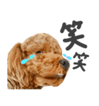 今日も元気なまろんさん（個別スタンプ：10）