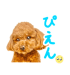 今日も元気なまろんさん（個別スタンプ：12）