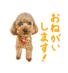 今日も元気なまろんさん（個別スタンプ：15）