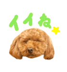 今日も元気なまろんさん（個別スタンプ：16）