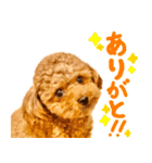 今日も元気なまろんさん（個別スタンプ：20）