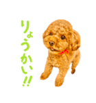 今日も元気なまろんさん（個別スタンプ：27）
