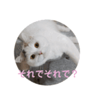 うっすら三毛猫『ななこ』よく使う言葉（個別スタンプ：1）