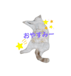 うっすら三毛猫『ななこ』よく使う言葉（個別スタンプ：3）