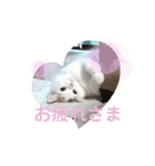 うっすら三毛猫『ななこ』よく使う言葉（個別スタンプ：4）