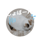 うっすら三毛猫『ななこ』よく使う言葉（個別スタンプ：5）