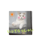 うっすら三毛猫『ななこ』よく使う言葉（個別スタンプ：6）