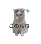 うっすら三毛猫『ななこ』よく使う言葉（個別スタンプ：7）