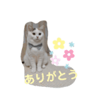 うっすら三毛猫『ななこ』よく使う言葉（個別スタンプ：12）