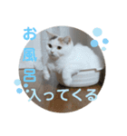 うっすら三毛猫『ななこ』よく使う言葉（個別スタンプ：13）