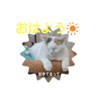 うっすら三毛猫『ななこ』よく使う言葉（個別スタンプ：15）