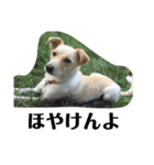 ゴリゴリ伊予弁の愛犬コロン(中予ver)（個別スタンプ：1）