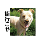 ゴリゴリ伊予弁の愛犬コロン(中予ver)（個別スタンプ：2）