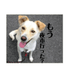 ゴリゴリ伊予弁の愛犬コロン(中予ver)（個別スタンプ：3）