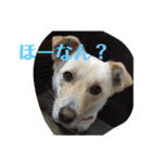 ゴリゴリ伊予弁の愛犬コロン(中予ver)（個別スタンプ：4）