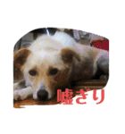 ゴリゴリ伊予弁の愛犬コロン(中予ver)（個別スタンプ：5）