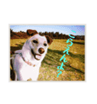 ゴリゴリ伊予弁の愛犬コロン(中予ver)（個別スタンプ：6）