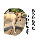 ゴリゴリ伊予弁の愛犬コロン(中予ver)（個別スタンプ：7）