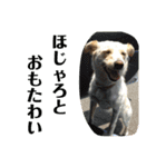 ゴリゴリ伊予弁の愛犬コロン(中予ver)（個別スタンプ：8）