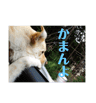 ゴリゴリ伊予弁の愛犬コロン(中予ver)（個別スタンプ：9）