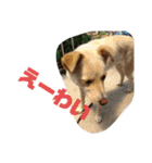 ゴリゴリ伊予弁の愛犬コロン(中予ver)（個別スタンプ：10）