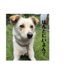 ゴリゴリ伊予弁の愛犬コロン(中予ver)（個別スタンプ：11）