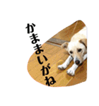 ゴリゴリ伊予弁の愛犬コロン(中予ver)（個別スタンプ：12）