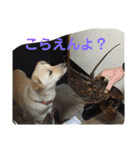 ゴリゴリ伊予弁の愛犬コロン(中予ver)（個別スタンプ：13）