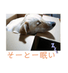 ゴリゴリ伊予弁の愛犬コロン(中予ver)（個別スタンプ：15）