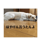 ゴリゴリ伊予弁の愛犬コロン(中予ver)（個別スタンプ：16）