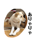 ゴリゴリ伊予弁の愛犬コロン(中予ver)（個別スタンプ：17）
