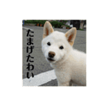 ゴリゴリ伊予弁の愛犬コロン(中予ver)（個別スタンプ：18）