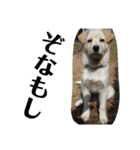 ゴリゴリ伊予弁の愛犬コロン(中予ver)（個別スタンプ：19）