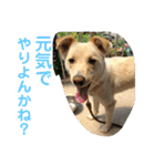 ゴリゴリ伊予弁の愛犬コロン(中予ver)（個別スタンプ：22）