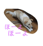 ゴリゴリ伊予弁の愛犬コロン(中予ver)（個別スタンプ：23）