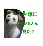 ゴリゴリ伊予弁の愛犬コロン(中予ver)（個別スタンプ：24）