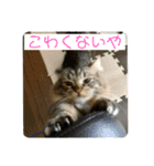 短足マンチカンのクリスタちゃん♀8（個別スタンプ：2）