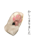 短足マンチカンのクリスタちゃん♀8（個別スタンプ：5）