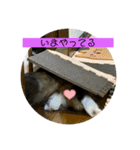 短足マンチカンのクリスタちゃん♀8（個別スタンプ：7）