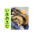 短足マンチカンのクリスタちゃん♀8（個別スタンプ：9）