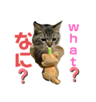 短足マンチカンのクリスタちゃん♀8（個別スタンプ：10）