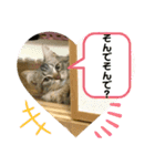 短足マンチカンのクリスタちゃん♀8（個別スタンプ：11）