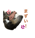 短足マンチカンのクリスタちゃん♀8（個別スタンプ：13）