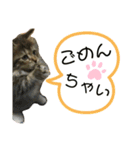 短足マンチカンのクリスタちゃん♀8（個別スタンプ：14）