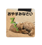 くま♡ぷう（個別スタンプ：5）