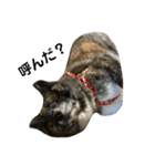 愛犬 秋田犬はじめくん（個別スタンプ：1）